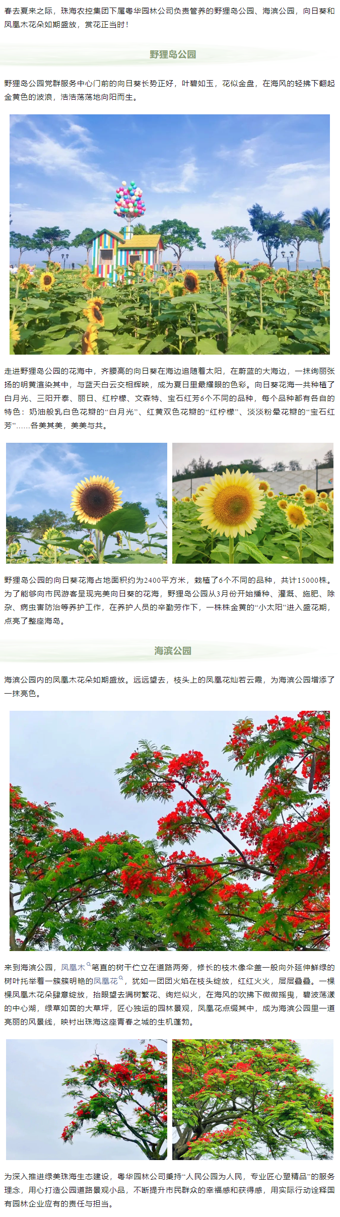 鳳凰花開 向陽而生  走！到市屬公園賞花去.png